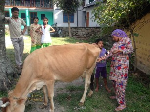 cow donation